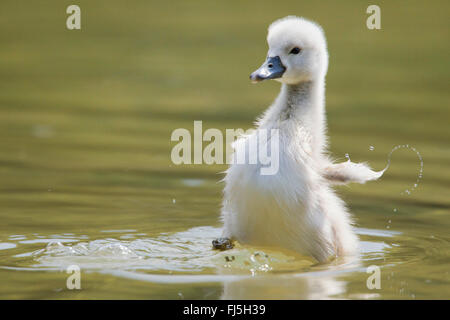 mute swan (Cygnus olor), chick, Austria, Burgenland Stock Photo