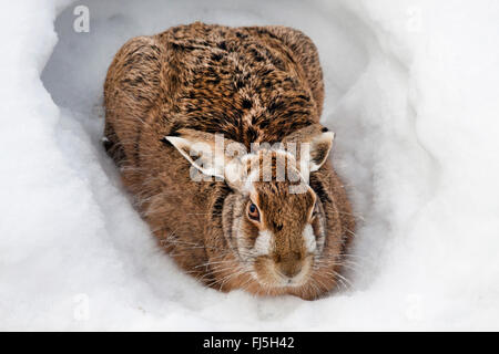 European hare, Brown hare (Lepus europaeus), in pit in snow, Austria, Burgenland, Seewinkel Stock Photo