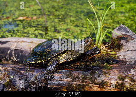 European pond terrapin, European pond turtle, European pond tortoise (Emys orbicularis), on a dead tree trunk at a pond, Germany, Oberschwaben, Pfrunger Ried Stock Photo