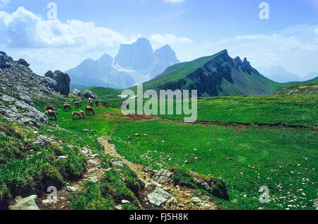 half-wild horses grazing on alpine pasture, Mount Pelmo in background, Italy, South Tyrol, Dolomites Stock Photo