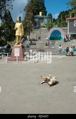 Stray dog frolicking on the Chowrasta (main square), Darjeeling, West Bengal, India. Stock Photo