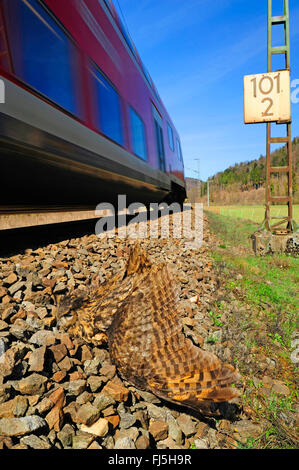 northern eagle owl (Bubo bubo), dead eagle owl on the railway line, Germany, Oberndorf am Neckar Stock Photo