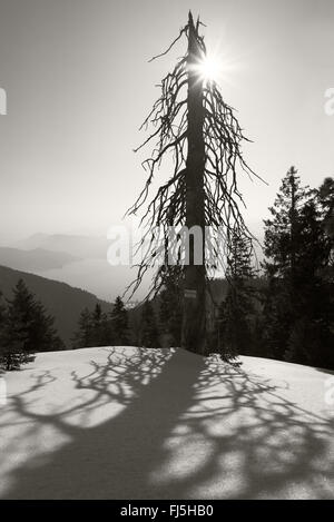 Skeleton tree with its shadow on the snow backlit by the sun in the Bavarian Alps above lake Walchensee in black and white Stock Photo