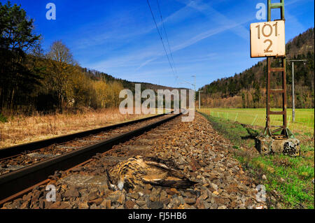 northern eagle owl (Bubo bubo), dead eagle owl on the railway line, Germany, Oberndorf am Neckar Stock Photo