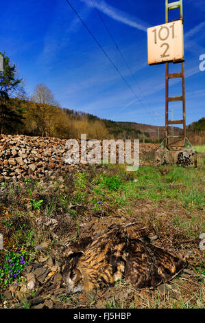 northern eagle owl (Bubo bubo), dead eagle owl on the railway line, Germany, Oberndorf am Neckar Stock Photo