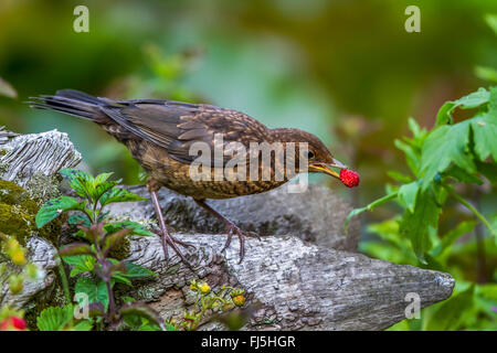 blackbird (Turdus merula), juvenile feeds woodland strawberry, Germany, Mecklenburg-Western Pomerania Stock Photo