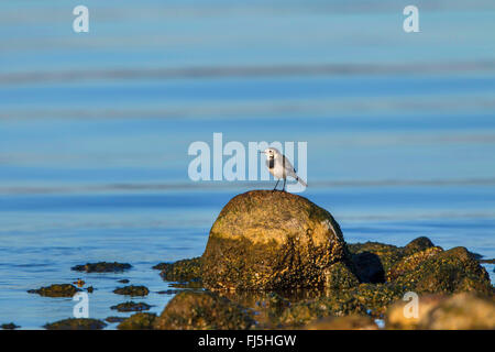 Pied wagtail, Pied white wagtail (Motacilla alba), on the feed, Germany, Mecklenburg-Western Pomerania Stock Photo