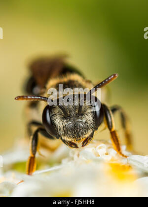 Hawthorn Mining-bee (Andrena chrysosceles), Female foraging on Common ...