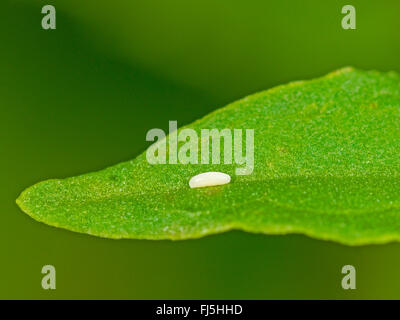 Long hoverfly (Sphaerophoria scripta), Egg on a leaf of Broad-leaved Dock (Rumex obtusifolius), Germany Stock Photo