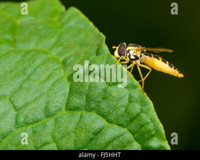 Long hoverfly (Sphaerophoria scripta), Female sitting on Broad-leaved Dock (Rumex obtusifolius), Germany Stock Photo