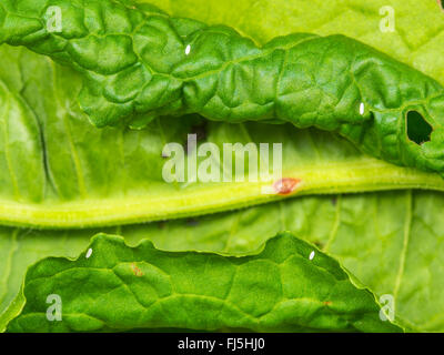 Long hoverfly (Sphaerophoria scripta), Eggs beside an aphid colony on a leaf of Broad-leaved Dock (Rumex obtusifolius), Germany Stock Photo