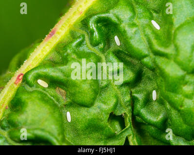 Long hoverfly (Sphaerophoria scripta), Eggs beside an aphid colony on a leaf of Broad-leaved Dock (Rumex obtusifolius) , Germany Stock Photo