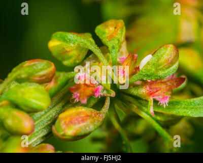 Long hoverfly (Sphaerophoria scripta), Egg between the flowerds of Broad-leaved Dock (Rumex obtusifolius), Germany Stock Photo