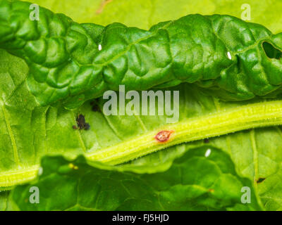 Long hoverfly (Sphaerophoria scripta), Eggs beside an aphid colony on a leaf of Broad-leaved Dock (Rumex obtusifolius), Germany Stock Photo