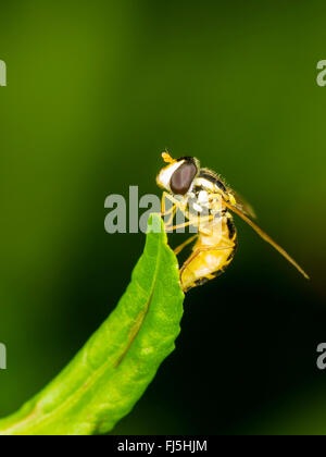 Long hoverfly (Sphaerophoria scripta), Egg deposition by female on a leaf of Broad-leaved Dock (Rumex obtusifolius), Germany Stock Photo