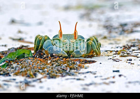 Horn-eyed ghost crabs (Ocypode ceratophthalmus), on the beach, Seychelles, Praslin, Grand Anse Stock Photo