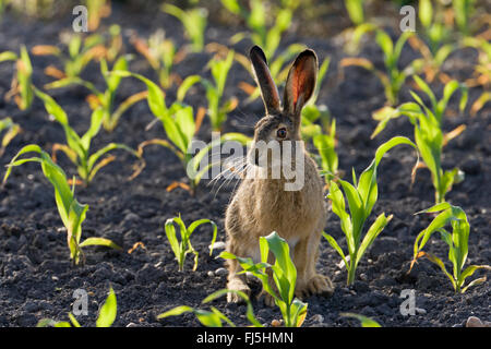 European hare, Brown hare (Lepus europaeus), on a field in backlight, Austria, Burgenland, Seewinkel Stock Photo