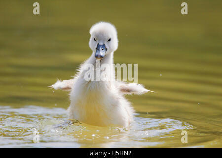 mute swan (Cygnus olor), chick, Austria, Burgenland Stock Photo