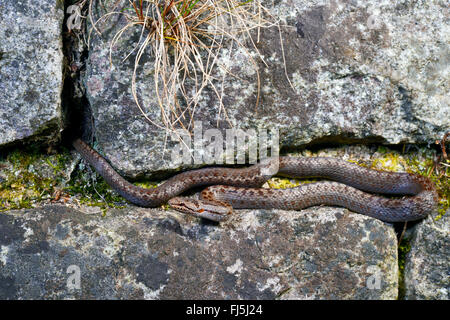smooth snake (Coronella austriaca), smooth snake in a dry-stone wall, Germany, Bavaria Stock Photo