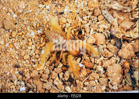 Camel spiders, Wind scorpions, Sun spiders, Solifuges (Galeodes deserti), in terrarium Stock Photo