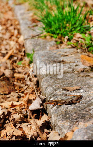 common wall lizard (Lacerta muralis, Podarcis muralis), male sunbathing at the roadside, Germany, Baden-Wuerttemberg, Black Forest Stock Photo