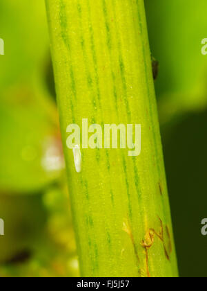 Long hoverfly (Sphaerophoria scripta), Empty ovarian membrane beside an aphid colony on a leaf of Broad-leaved Dock (Rumex obtusifolius), Germany Stock Photo