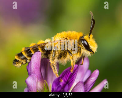 Clover Melitta (Melitta leporina), Male foraging on Lucerne (Medicago sativa), Germany Stock Photo