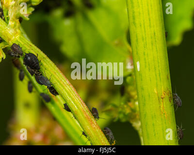 Long hoverfly (Sphaerophoria scripta), Empty ovarian membrane beside an aphid colony on a leaf of Broad-leaved Dock (Rumex obtusifolius), Germany Stock Photo