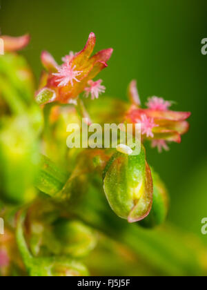 Long hoverfly (Sphaerophoria scripta), Egg between the flowerds of Broad-leaved Dock (Rumex obtusifolius), Germany Stock Photo