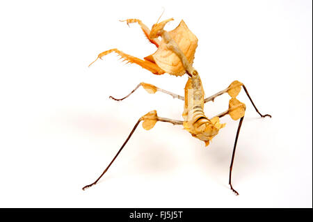 Devil's Flower Mantis (Idolomantis diabolica) Threat Display Stock ...
