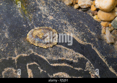 limpets, true limpet (Patella spec.), on a rock at low tide Stock Photo