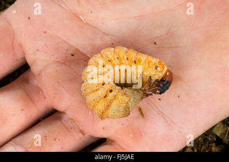 European rhinoceros beetle (Oryctes nasicornis), grub on a hand, Germany Stock Photo