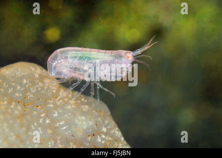 Commensal Amphipod (Leucothoe spinicarpa, Gammarus spinicarpa, Leucothoe articulata), living inside an ascidia Stock Photo