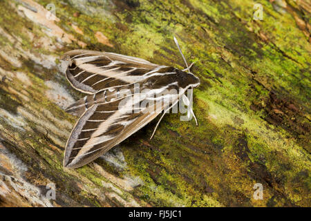 Striped Hawk-moth, Striped Hawkmoth (Hyles livornica, Hyles lineata, Celerio livornica, Celerio lineata), on bark, Germany Stock Photo