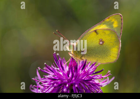 Pale Clouded Yellow (Colias hyale), on a knapweed flower, Germany Stock Photo