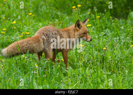 red fox (Vulpes vulpes), in a meadow with blooming dandelion, Sweden Stock Photo