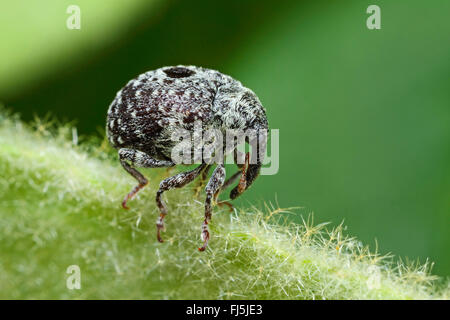 Weevil (Cionus hortulanus), on a leaf, Germany Stock Photo