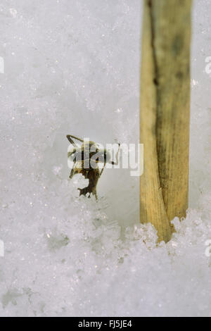 Siberian winter damselfly (Sympecma annulata, Sympecma paedisca), overwintering in ice and snow as an imago, view from above, Germany Stock Photo