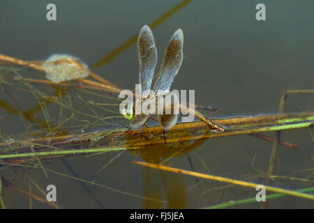 lesser emperor dragonfly (Anax parthenope), female laying eggs, Germany Stock Photo