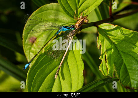 common ischnura, blue-tailed damselfly (Ischnura elegans), caught a narrow-winged damselfly, feeds its abdomen, Germany Stock Photo