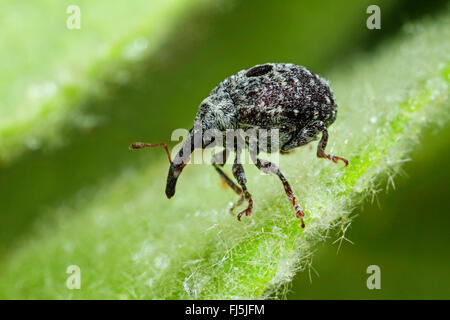 Weevil (Cionus hortulanus), on a leaf, Germany Stock Photo