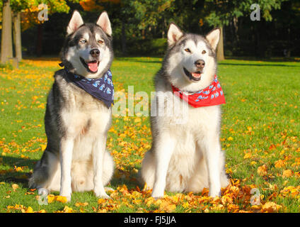 Alaskan Malamute (Canis lupus f. familiaris), Siberian Husky Malamute mixed breed and Alaskan Malamute sit in a meadow with autumn leaves, Germany Stock Photo