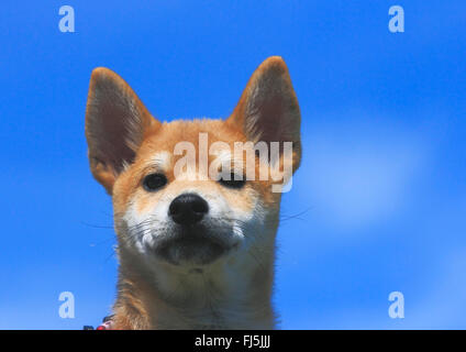 Shiba Inu (Canis lupus f. familiaris), whelp, portrait in front of blue sky, Germany Stock Photo