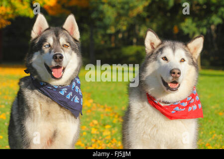 Alaskan Malamute (Canis lupus f. familiaris), Siberian Husky Malamute mixed breed and Alaskan Malamute sit in a meadow with autumn leaves, Germany Stock Photo