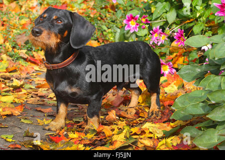Wire-haired Dachshund, Wire-haired sausage dog, domestic dog (Canis lupus f. familiaris), black and tan nineteen months old male dog standing in autumn foliage in front of dahlias, Germany Stock Photo