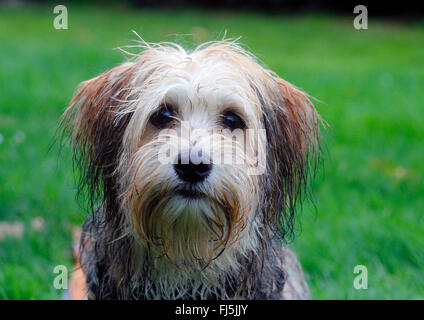 mixed breed dog (Canis lupus f. familiaris), five months old male Maltese Chihuahua mixed breed dog, portrait in a meadow, Germany Stock Photo