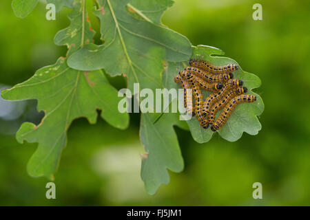 Buff-tip moth, Buff tip caterpillar (Phalera bucephala), caterpillars on an oak leaf, Germany Stock Photo