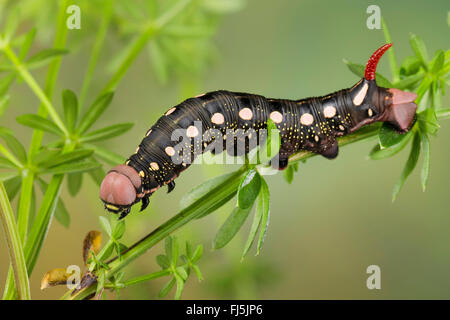 Bedstraw hawkmoth (Hyles gallii, Celerio galii), caterpillar feeds on bedstraw, Germany Stock Photo