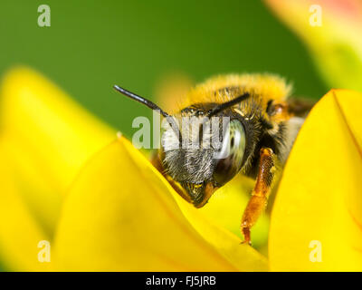Leaf-cutter bee (Anthidium punctatum), Female on Common Bird┤s-foot Trefoil (Lotus corniculatus), Germany Stock Photo