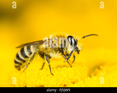Hairy-saddled Colletes (Colletes fodiens), Male foraging on Tansy (Tanacetum vulgare), Germany Stock Photo
